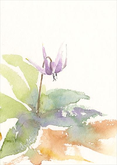 花の水彩画　カタクリ watercolour by Osamu Murata 村田收